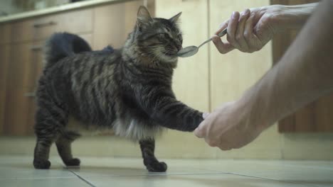 a close up shot of a trained maine coon black and brown tiger colors fluffy cat, giving a hand to a man and getting a spoon with food, brown kitchen closets, home pet, slow motion 4k video