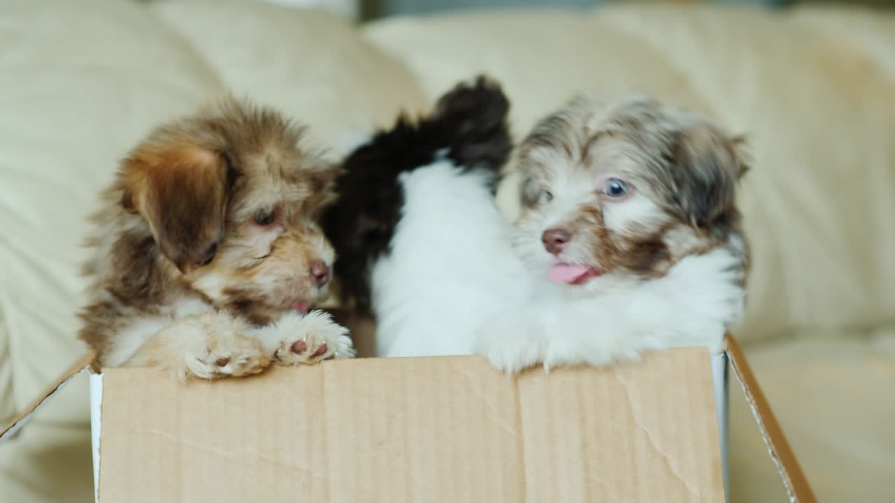los cachorros encantadores están sentados en una caja de cartón, mirando hacia la cámara.