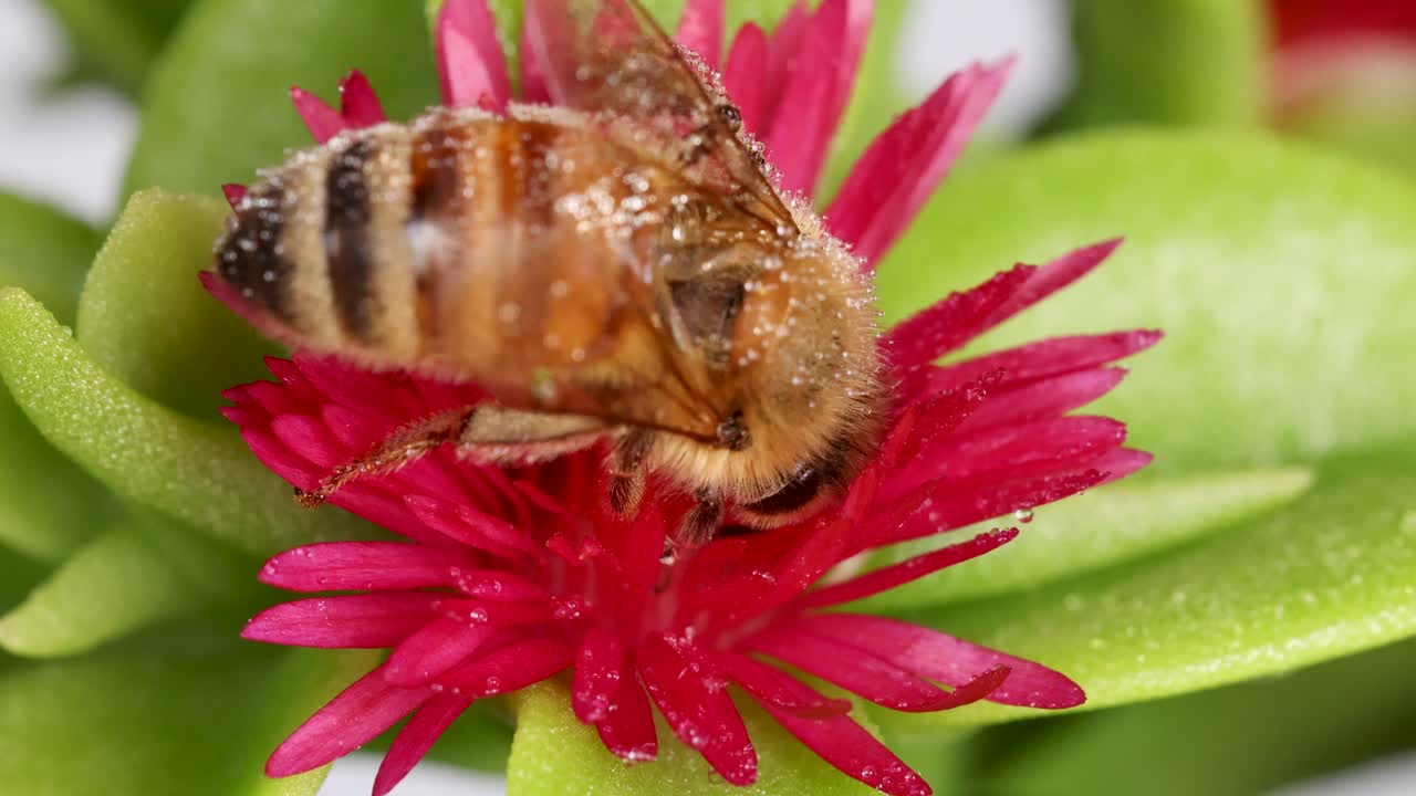 A honeybee gathers nectar from a vivid pink flower, captured in detailed macro photography with bright, natural lighting