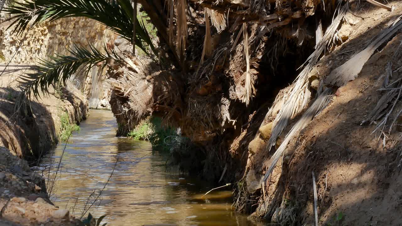 pequeño arroyo con agua que fluye a través de un clima tropical en el campo con ramas de palma