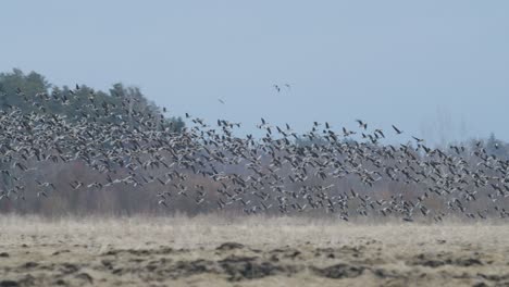 Geese-flock-during-spring-migration-in-early-morning-dusk-feeding-and-flying-on-the-field