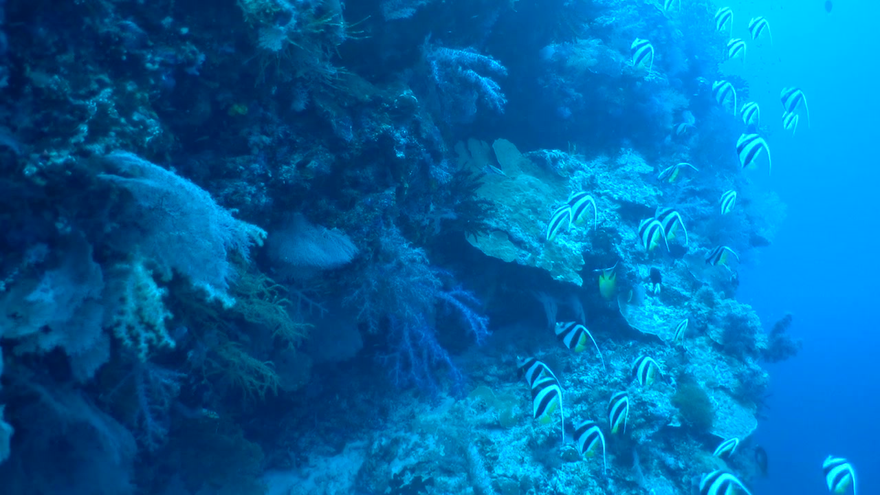 Unterwasseraufnahme von Fischen und Korallen