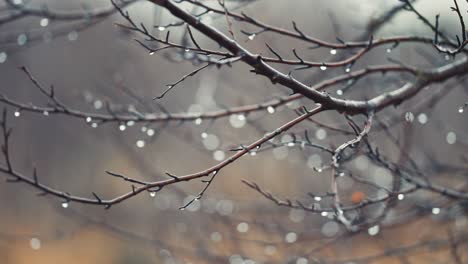 raindrops hang on the thin dark branches