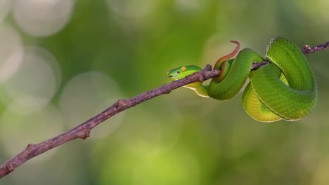 the white-lipped pit viper is a venomous pit viper endemic to southeast asia and is often found during the night waiting on a branch or limb of a tree near a body of water with plenty of food items