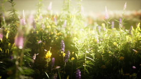 wild flowers in the field