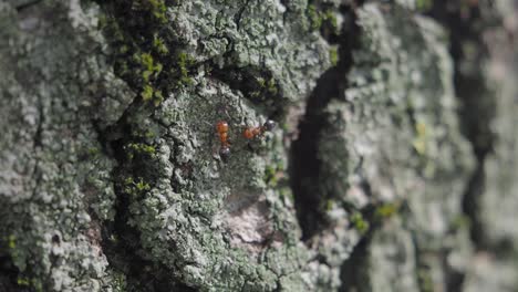 close-up of two ants crawling on a tree trunk