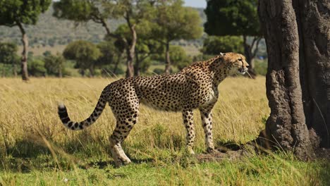 cámara lenta de la vida silvestre de áfrica safari animal, un hermoso guepardo caminando por la sabana en la reserva nacional de maasai mara en kenia, áfrica, cerca de bajo ángulo disparado mirando a su alrededor para la presa mientras caza