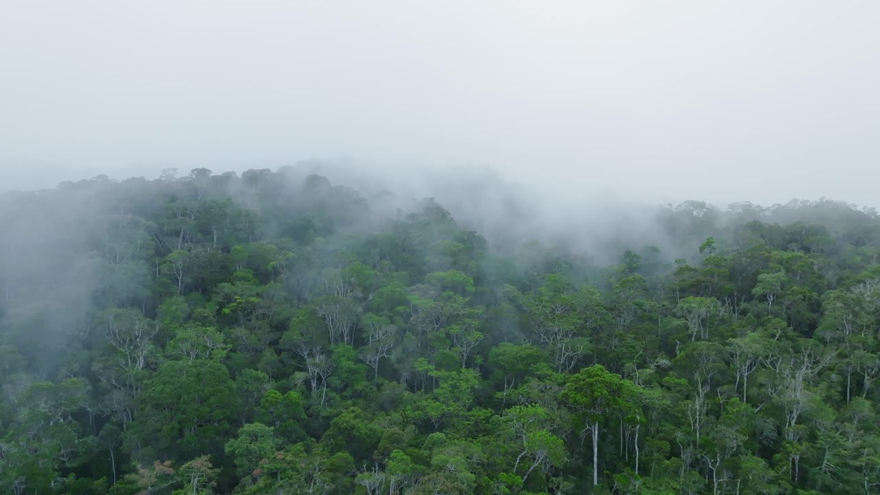 Drone footage of a dense tropical rainforest covered in morning mist, filmed in Andasibe - Madagascar. The lush greenery and fog create a calm, mysterious atmosphere. (4K)