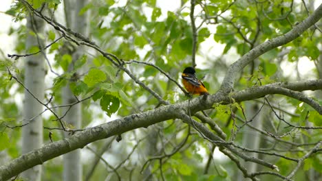 baltimore oriole plucking away at its feathers while perched on a branch before taking flight