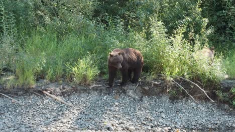 lindo cachorro de oso grizzly de punta plateada junto a