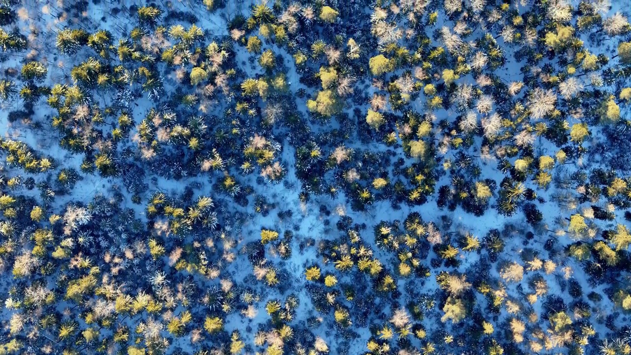 Top down vertical aerial view captures a serene boreal forest during a crisp winter morning where golden sunlight kisses the evergreen treetops and deep blue shadows stretch across the pristine snow