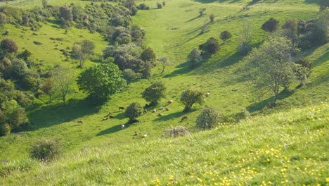Herd-of-cattle-visible-in-a-lush-green-valley-on-a-summer-day