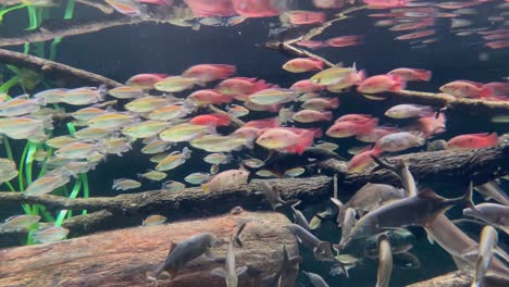 Peces-De-Colores-Nadando-En-Un-Acuario