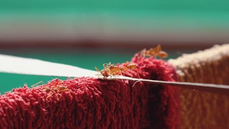 grandes hormigas tejedoras rojas explorando una tela roja secándose al sol