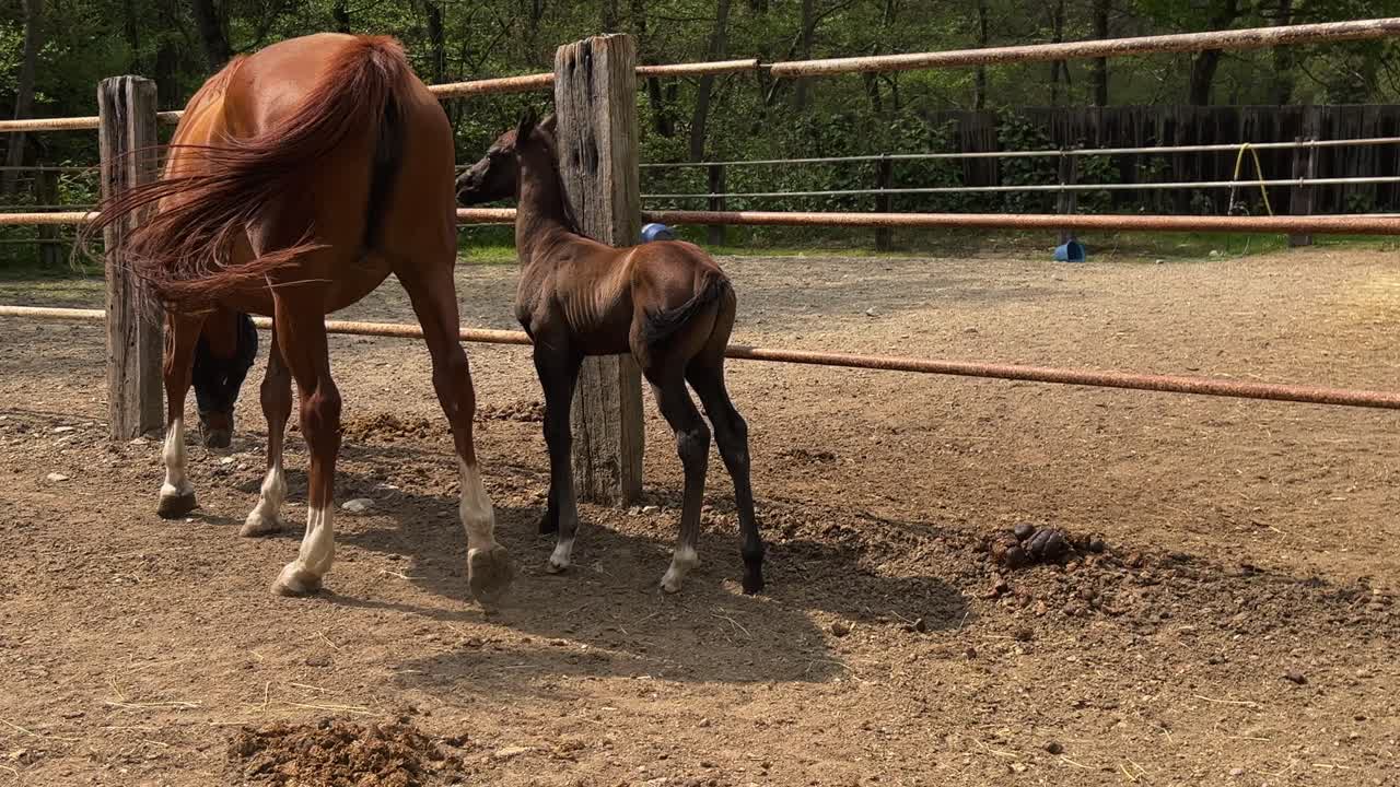 Føl og hoppemor på ranch