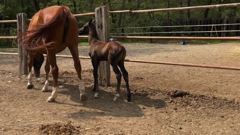 baby foal and mother mare on ranch