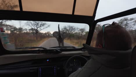 POV: Safari guide stops vehicle as male elephant postures on dawn road