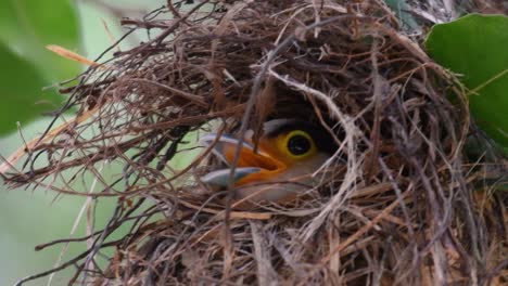 Der-Silberbrust-breitschnabel-Ist-Ein-Berühmter-Vogel-In-Thailand,-Sowohl-Lokal-Als-Auch-International