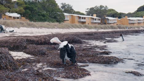 pelican on a seaweed-covered beach near a coastal resort