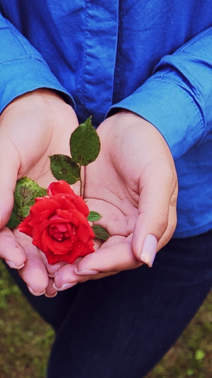 Hands of a woman with red rose Vertical video