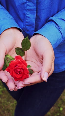 hands of a woman with red rose vertical video