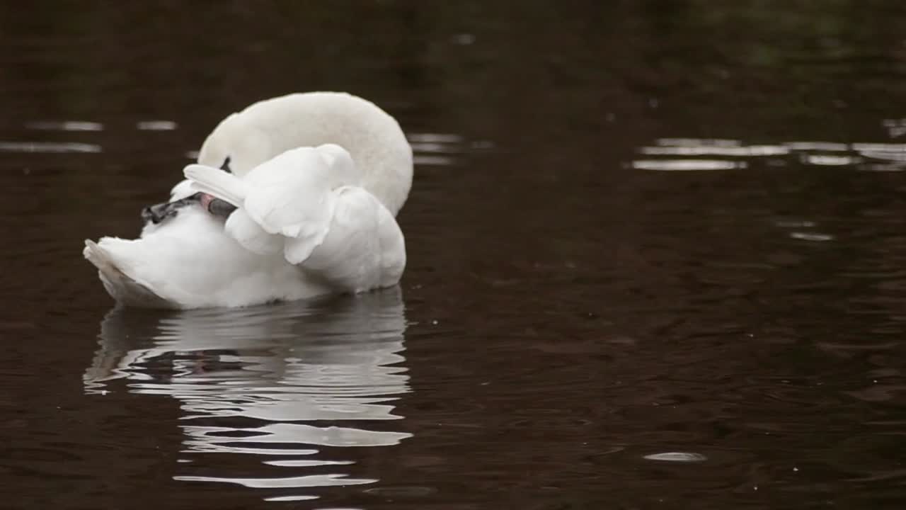 cisne flotando en el agua