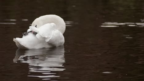 swan floating on water grooming