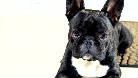 perro bulldog francés animal tendido en la alfombra