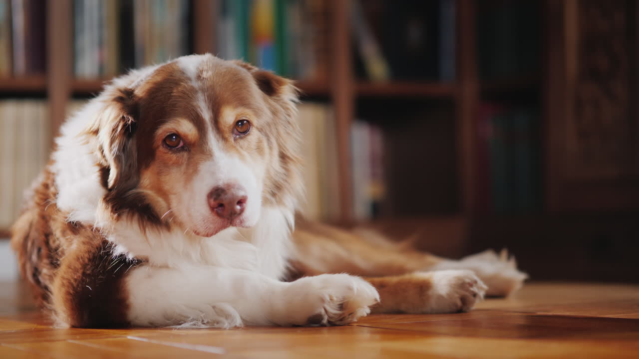 gracioso perro estudiante yace en el suelo de la biblioteca