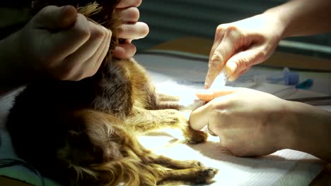 dog in the operating room prepares for surgery