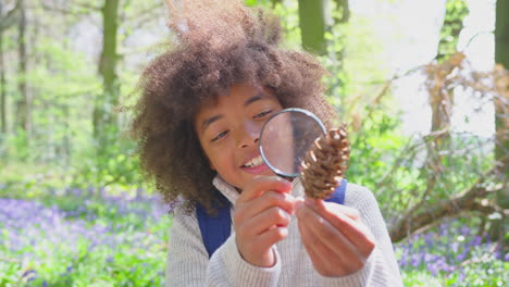 niño en los bosques de primavera examinando la cono de pino con una lupa