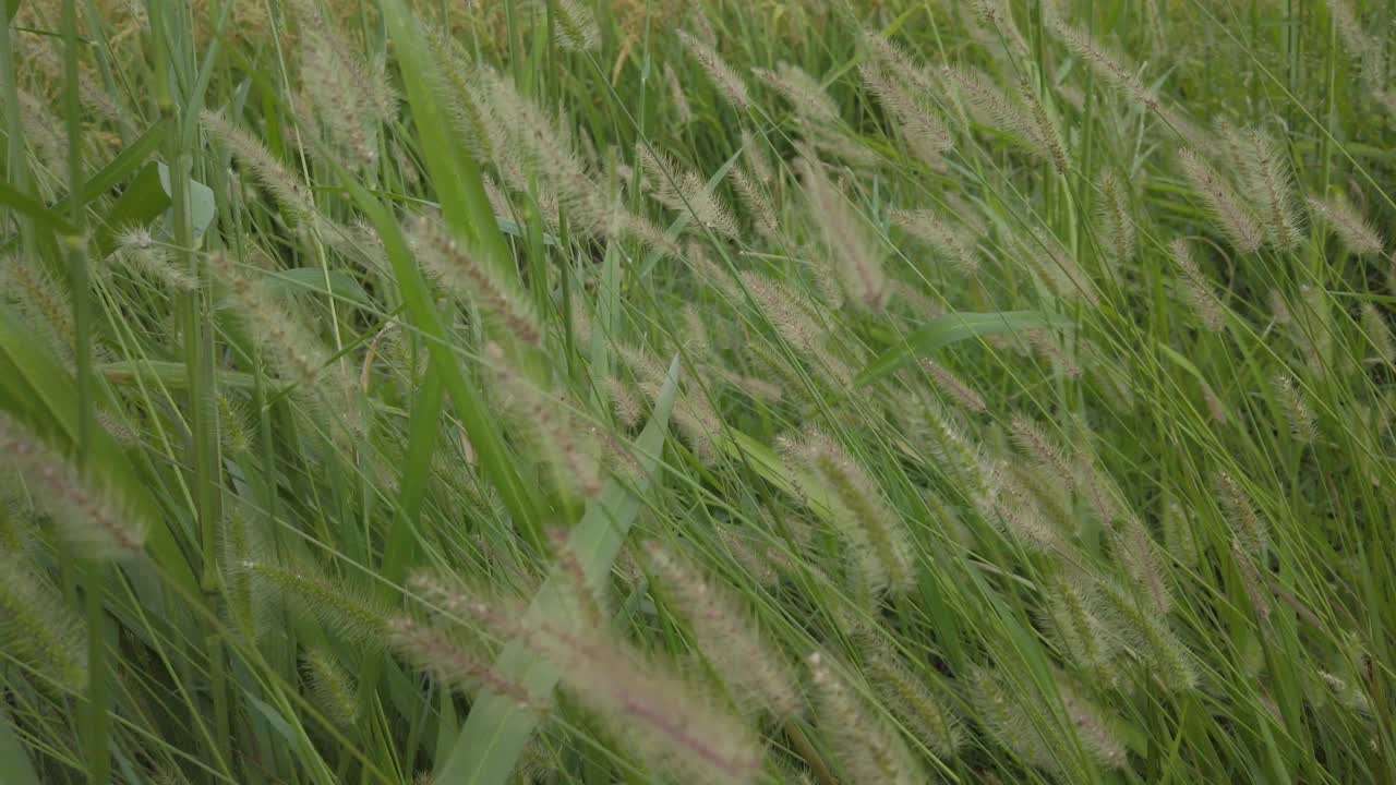 Setaria viridis blew by the wind in front of the rice field in slow motion
