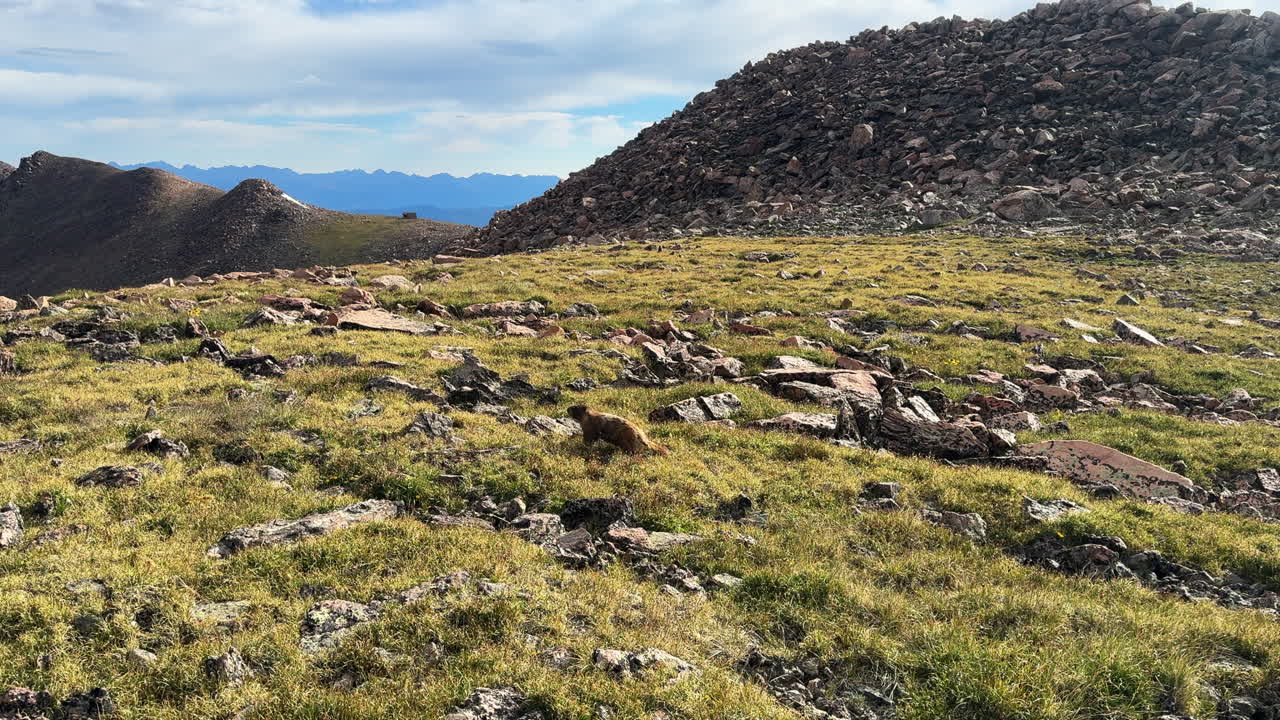 Marmot pika searching walking around Rocky Mountains Colorado wildlife high elevation alpine tundra Notch Mountain Shelter Mount of the Holy Cross 14er peak wilderness sunny summer follow pan left