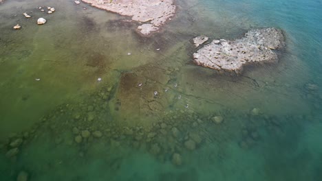 Aerial-descent-of-Merganser-Ducks-swimming-in-shallow-rocky-lake-water