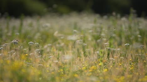 focus pull shift through thistles, flowers and vegetation in lush green meadow