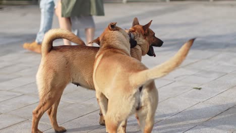 Two-Carolina-Dogs-playing-and-fighting-together-while-biting-each-other-in-Hong-Kong-streets