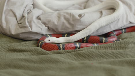 close up of two pet snakes slithering on the bed at home