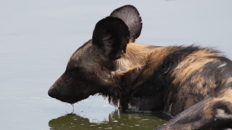 Ritratto di un licaone africano, Lycaon pictus, immerso in una pozza d'acqua in Africa