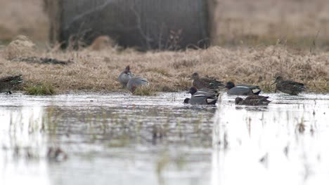 eurasian wigeon flock swimming in flooded meadow during spring migration