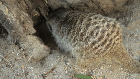 Meerkat-A-Digging-Burrow-In-Dirt-Or-Sand,-SLOW-MOTION