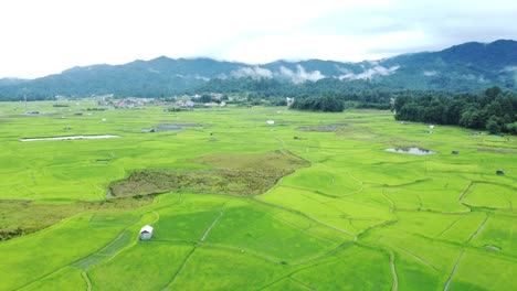 aerial view shot of paddy field in arunachal pradesh