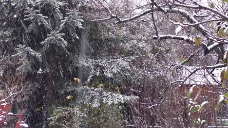 Paisaje-Invernal:-Exploración-Del-Paisaje-Nevado-De-Jardines,-Arbustos-Y-árboles---Copos-De-Nieve-Y-Pinos:-Nevadas-En-árboles-De-Hoja-Perenne