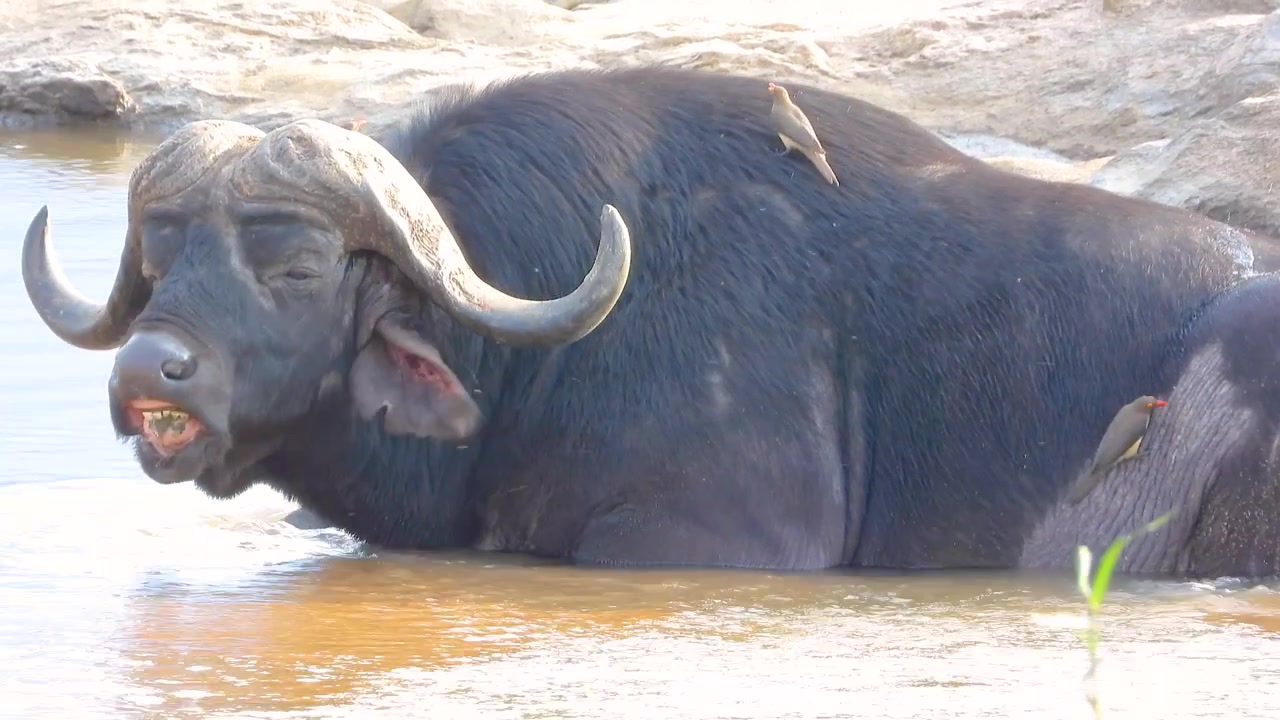 Bufalo nell'acqua del Kruger Park con uccelli, un momento di pace nella natura selvaggia