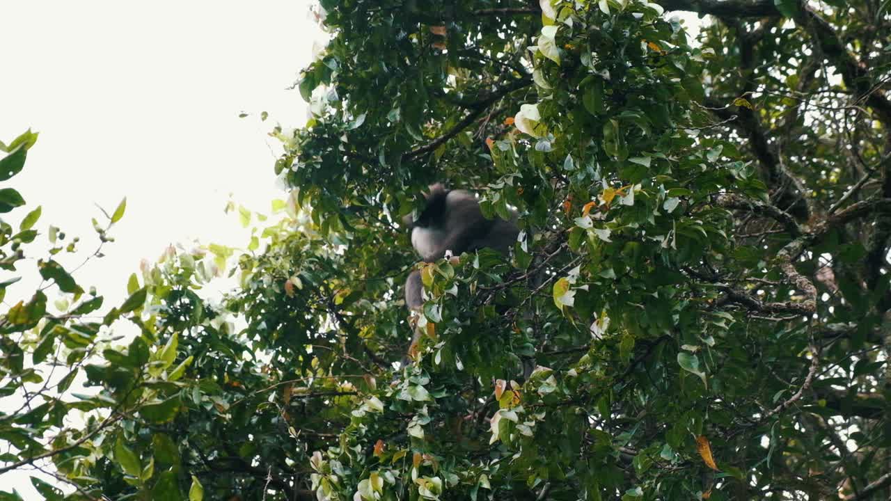 Bear monkey looking for food in the trees in Horton's Plain.
