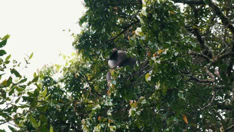 bear monkey looking for food in the trees in horton's plain.
