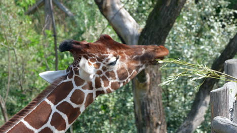 4K-Portrait-shot-of-pretty-giraffe-feeding-by-people-and-eating-plants-in-nature---slow-motion-shot---Giraffa-camelopardalis