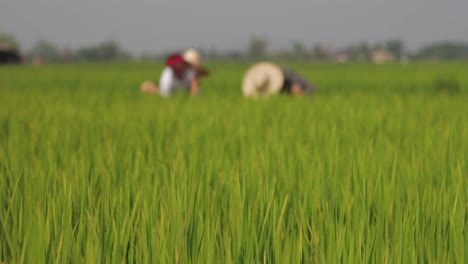 Trabajadores-En-Un-Campo-De-Arroz-En-El-Norte-De-Tailandia