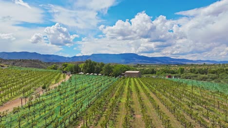 young tree saplings grow in farm or orchard with large rows of plants, aerial overview