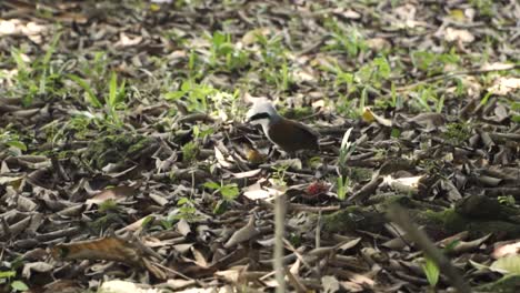 White-crested-Laughingthrush-On-The-Ground-In-Clementi-Forest,-Singapore---high-angle