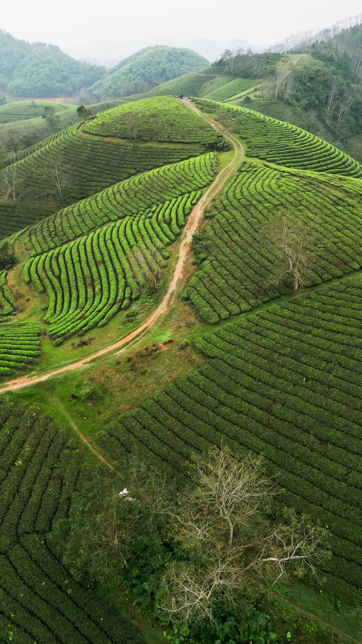 Vista aerea verticale con drone di terreni agricoli nel Vietnam settentrionale con piantagioni di tè che coprono il terreno collinare e strade sterrate fangose attraverso una valle agricola rurale.